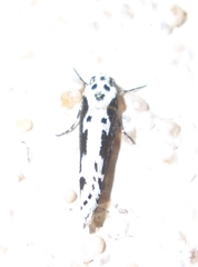 Ethmia semilugens