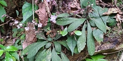 Staurogyne concinnula