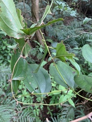 Smilax bracteata