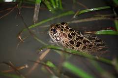 Lithobates areolatus