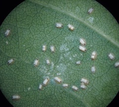 Siphoninus phillyreae