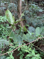 Smilax bracteata