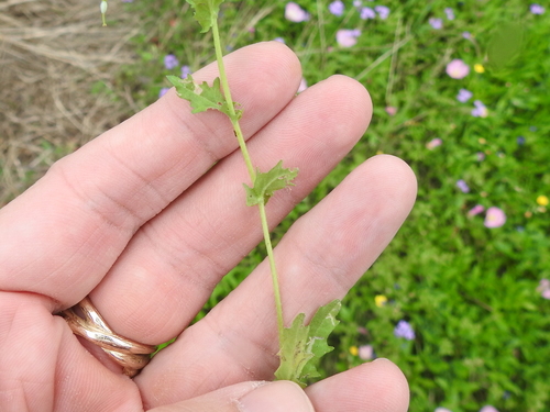 Image of Paysonia lasiocarpa by (c) Sam Kieschnick, some rights reserved (CC BY)