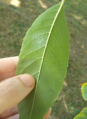 Siphoninus phillyreae