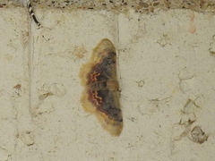 Idaea scintillularia