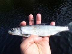 Coregonus artedi