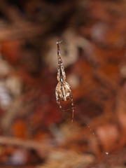 Episinus