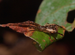 Episinus