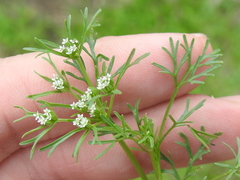 Ammoselinum popei