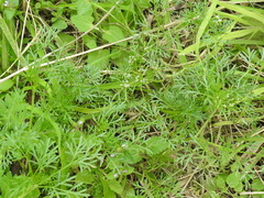 Ammoselinum popei