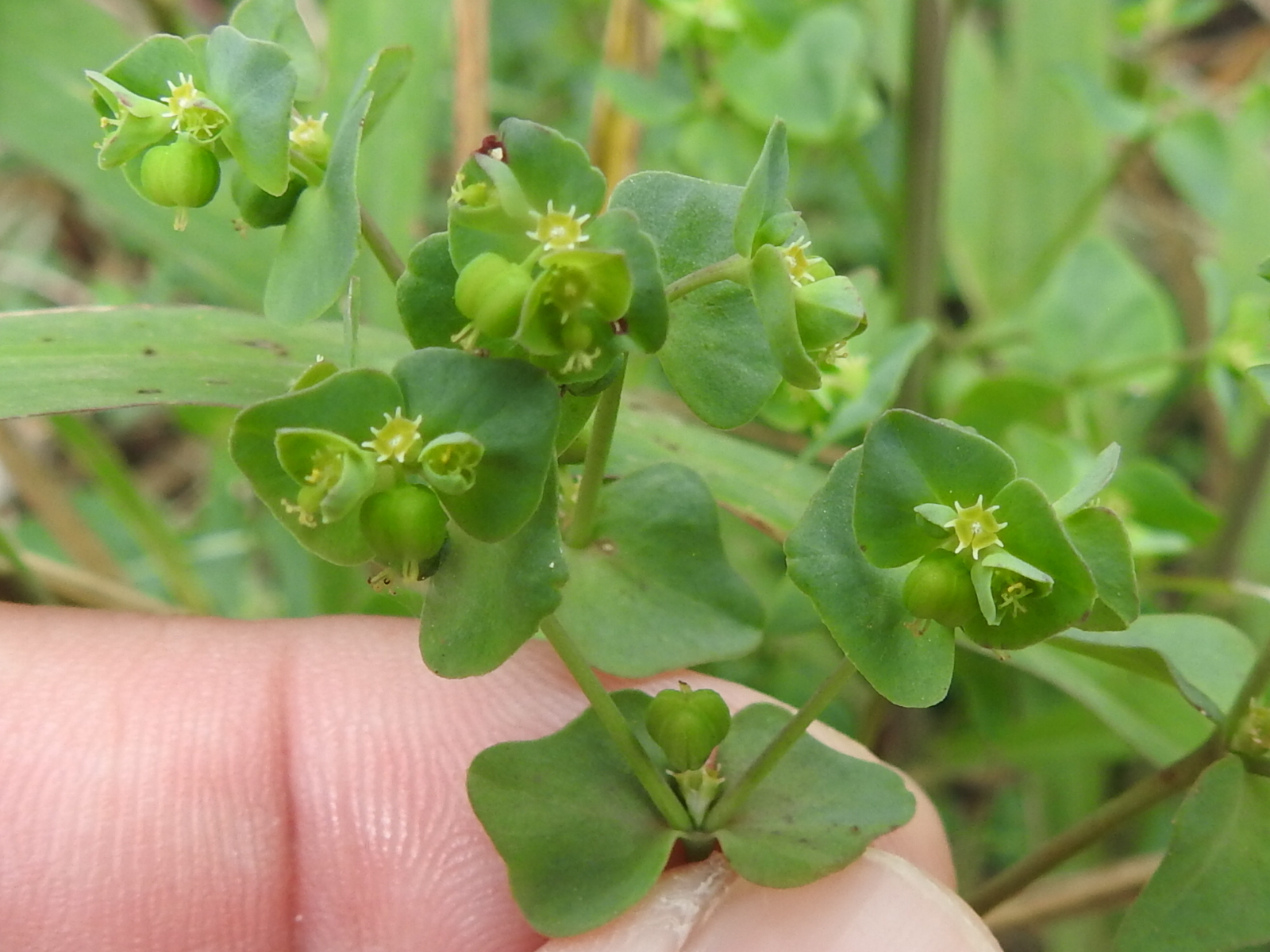 Euphorbia helleri