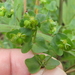 Heller's Spurge - Photo (c) Sam Kieschnick, some rights reserved (CC BY), uploaded by Sam Kieschnick