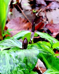 Trillium gracile