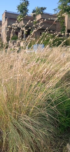 Iwarancusa grass (Cymbopogon jwarancusa)