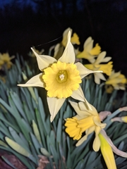 Narcissus pseudonarcissus pseudonarcissus