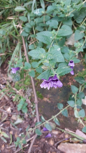 Image of Adenosma glutinosa by no rights reserved