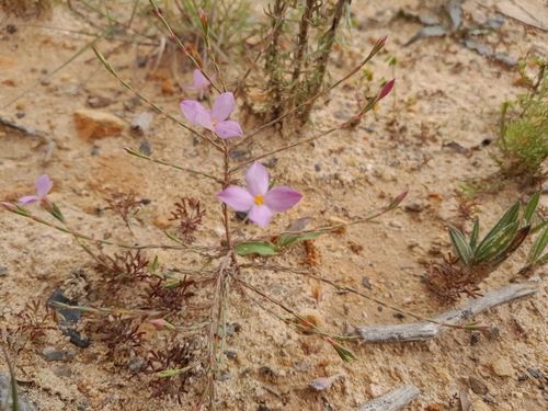 Image of Lachnaea uniflora by (c) James Deacon, some rights reserved (CC BY-SA)