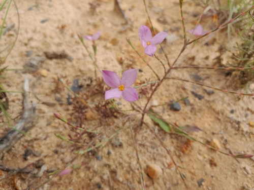 Image of Lachnaea uniflora by (c) James Deacon, some rights reserved (CC BY-SA)