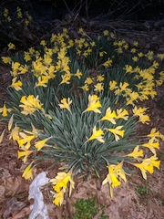 Narcissus pseudonarcissus pseudonarcissus