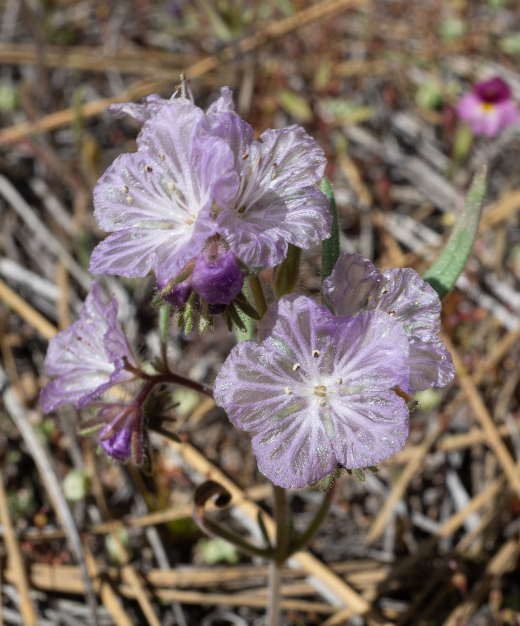 Phacelia exilis