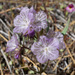 Phacelia exilis - Photo (c) Matt Berger, alguns direitos reservados (CC BY), uploaded by Matt Berger