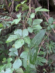 Tetrastigma obtectum glabrum