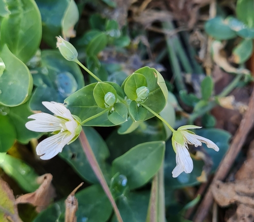 Image of Cerastium davuricum by (c) talum, some rights reserved (CC BY)