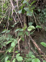 Tetrastigma obtectum glabrum