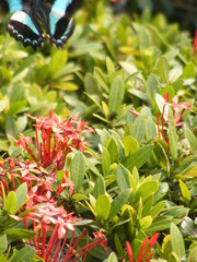 Graphium sarpedon connectens