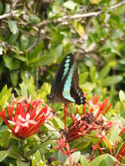 Graphium sarpedon connectens