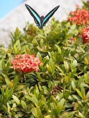 Graphium sarpedon connectens