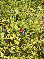 Graphium sarpedon connectens