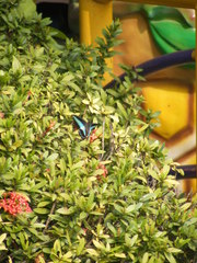 Graphium sarpedon connectens