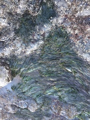 Phyllospadix scouleri