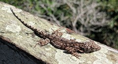 Anolis beckeri