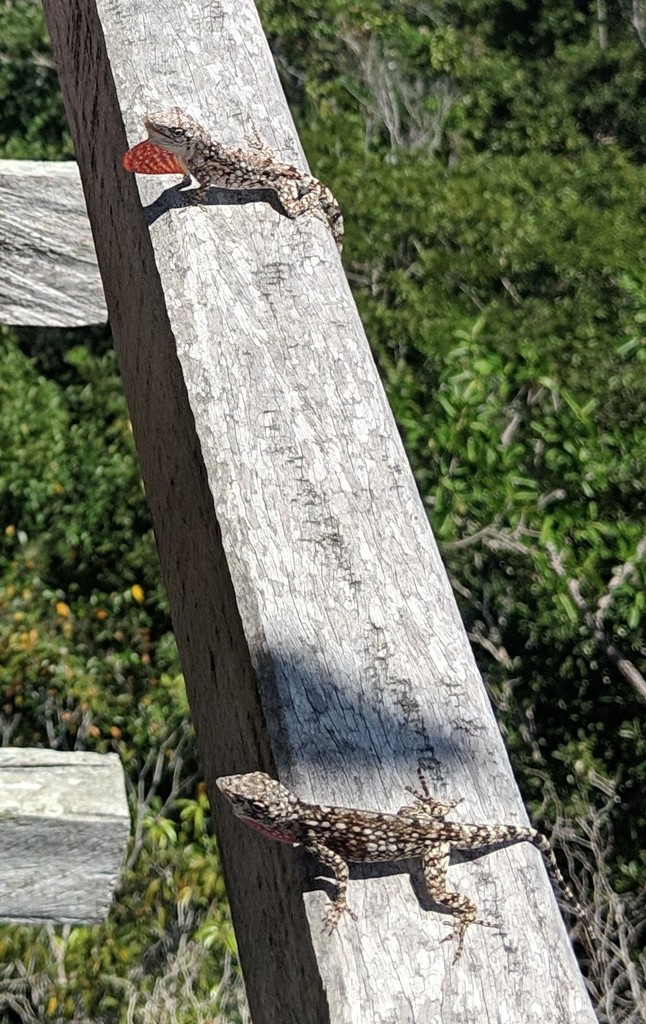 Becker's Lichen Anole