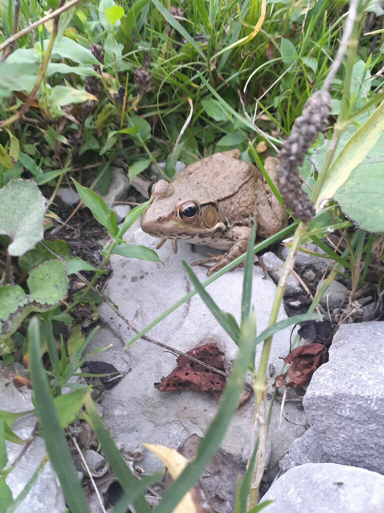 American Bullfrog from Morehead, KY 40351, USA on August 15, 2023 at 07 ...