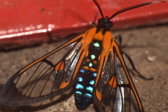 Cosmosoma centralis