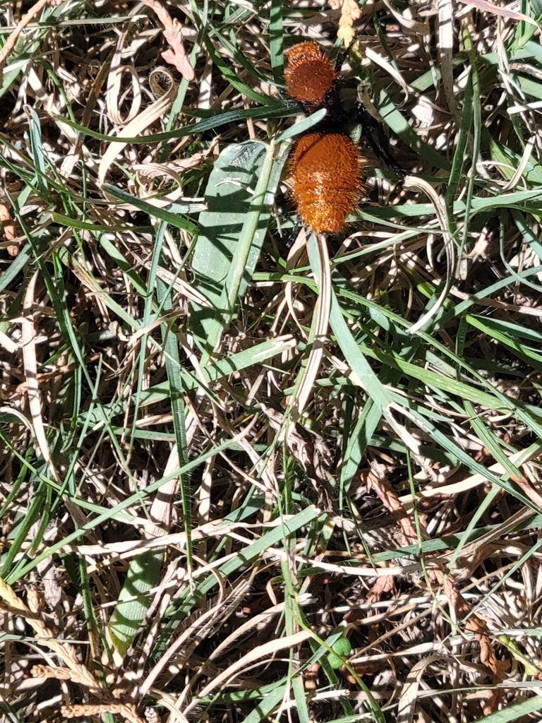 Dasymutilla from Goodwell, OK 73939, USA on September 19, 2023 at 0101