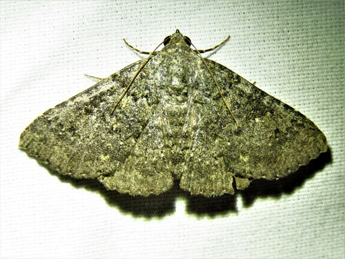 Matigramma obscurior