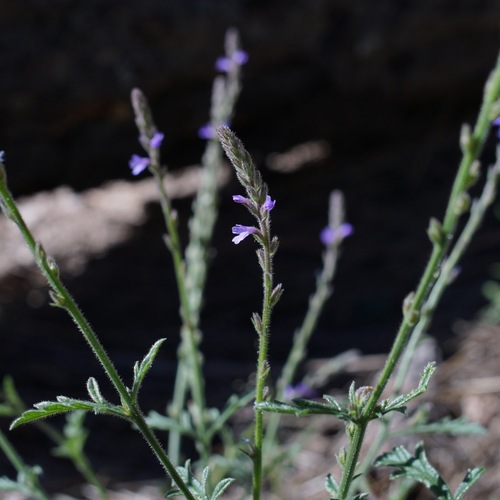 Image of Verbena neomexicana by (c) Andrew Tree, some rights reserved (CC BY)