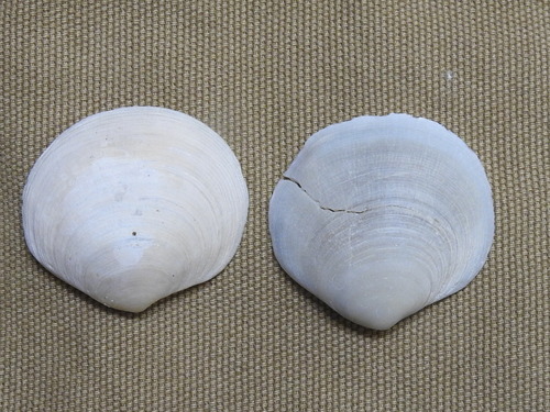 Semele proficua