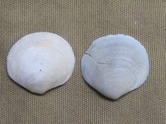 Semele proficua