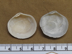Semele proficua