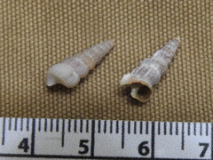 Cerithideopsis scalariformis