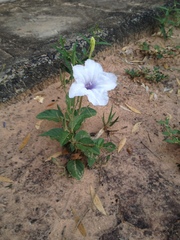 Ruellia macrosolen