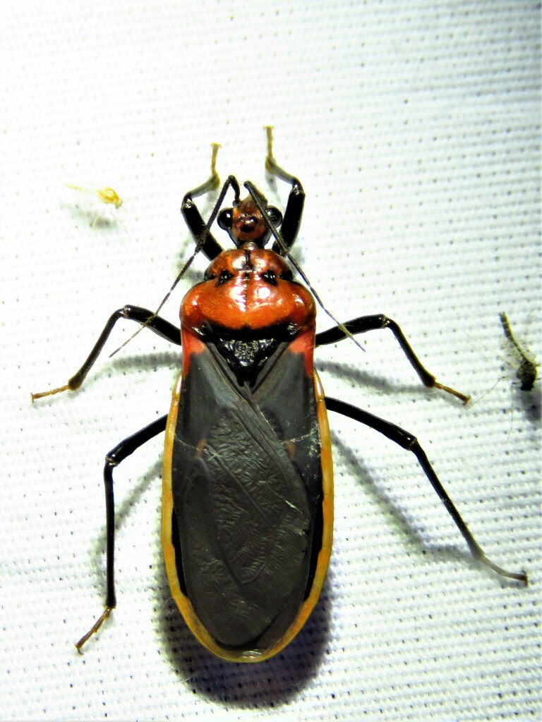 Rhiginia cinctiventris