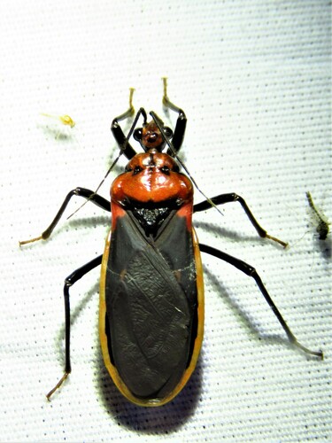 Rhiginia cinctiventris