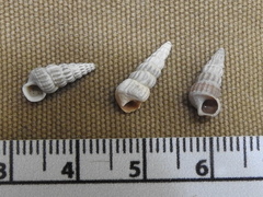 Cerithideopsis scalariformis