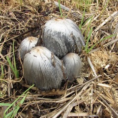 Coprinopsis annulopora